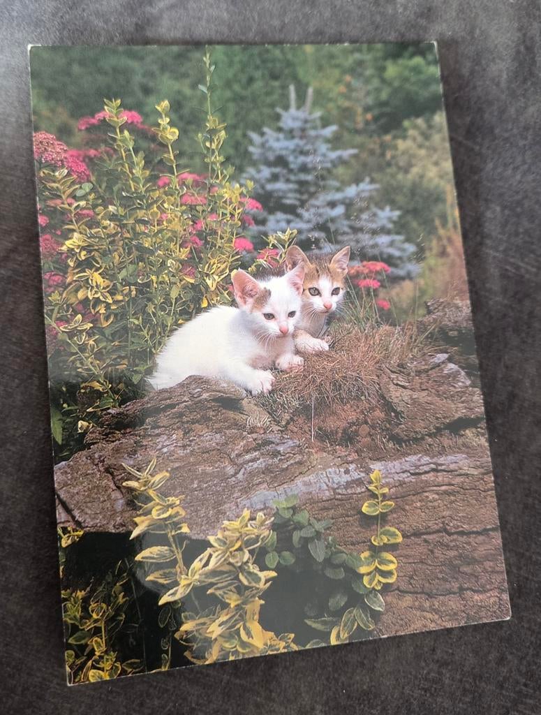 Twee kleine katjes in de tuin, Verzenden, Gelopen, Hond of Kat
