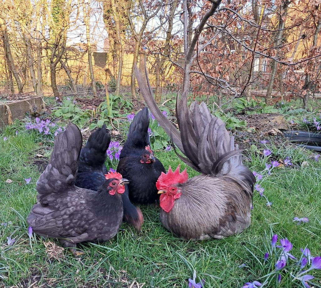 Chabo broedeieren, Dieren en Toebehoren, Pluimvee, Kip, Geslacht onbekend
