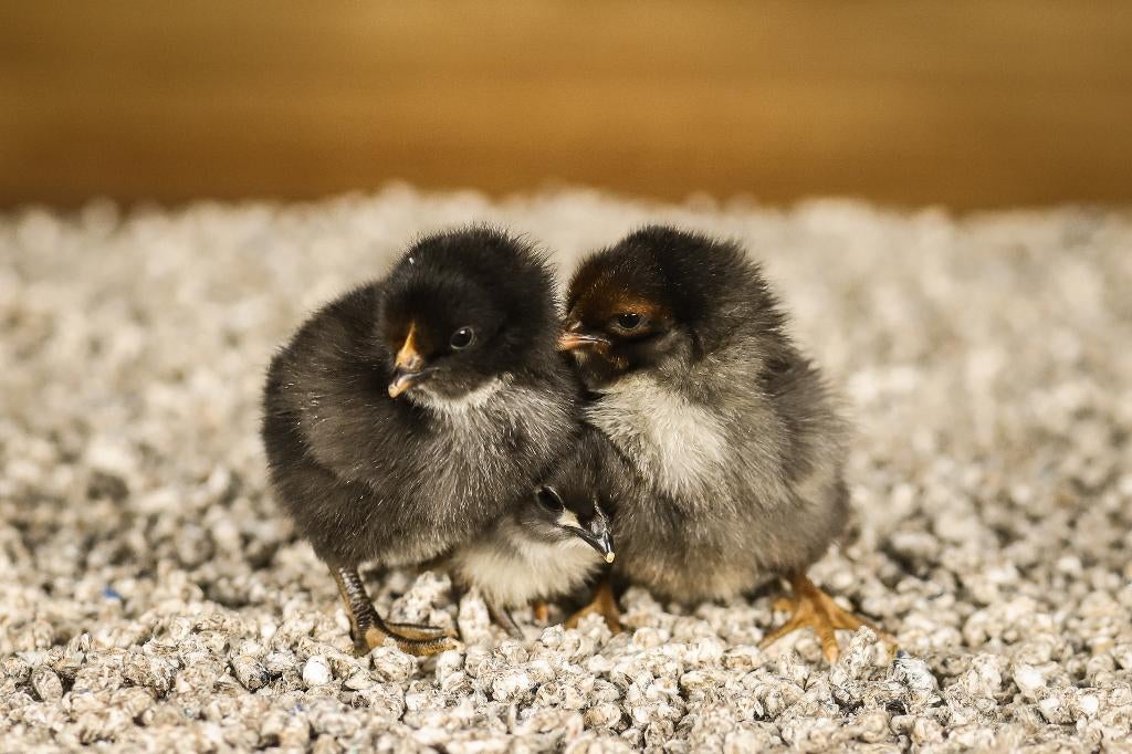 Orpington groot kippen kuikens | Gesekst en Ingeënt, Vrouwelijk, Kip