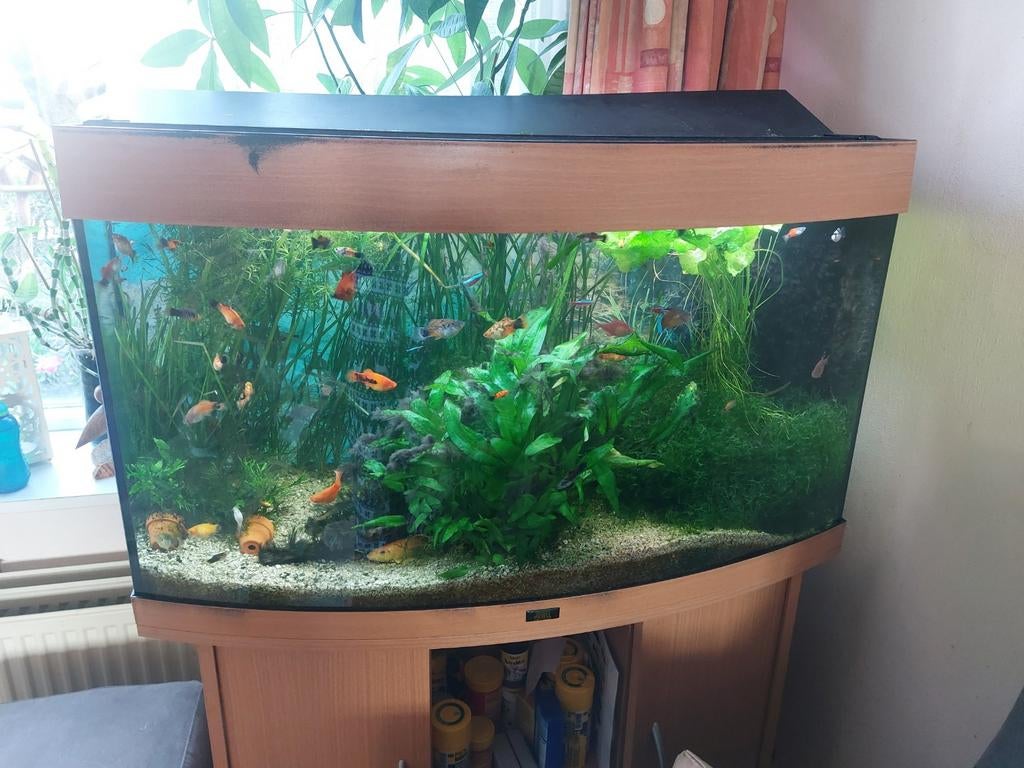 Te koop : Juwel panorama aquarium, Ophalen, Gebruikt, Gevuld zoetwateraquarium