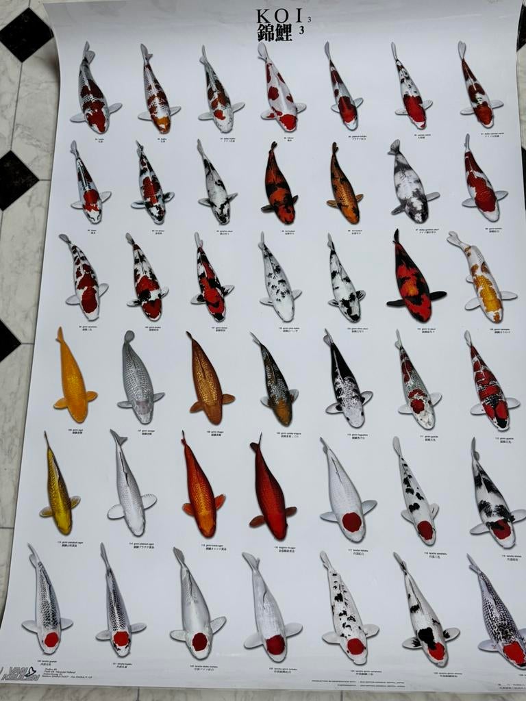 Nieuw Koi poster, Ophalen of Verzenden, Nieuw, A1 t/m A3