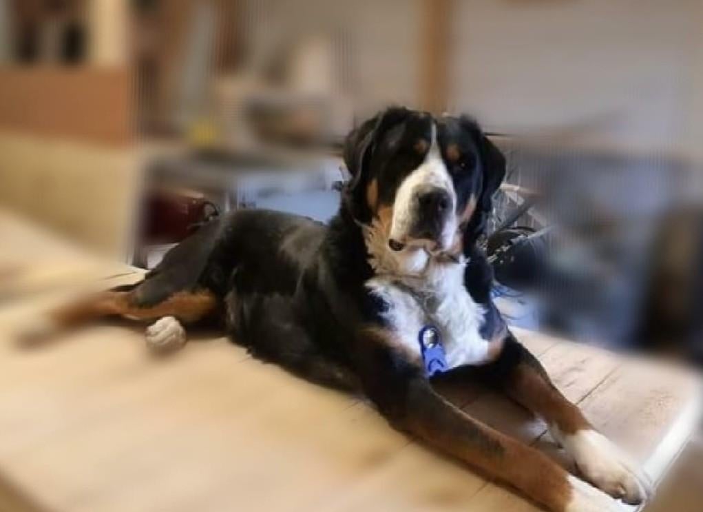 Grote zwitserse sennen reu ter dekking (erg mooi getekend), Reu, 1 tot 2 jaar, Eén hond, Nederland