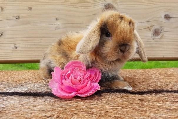 Diverse minilops dwergkonijnen konijnen dwerg konijn ️ ❤️, Dieren en Toebehoren, Konijnen, Meerdere dieren, Dwerg, Hangoor, 0 tot 2 jaar