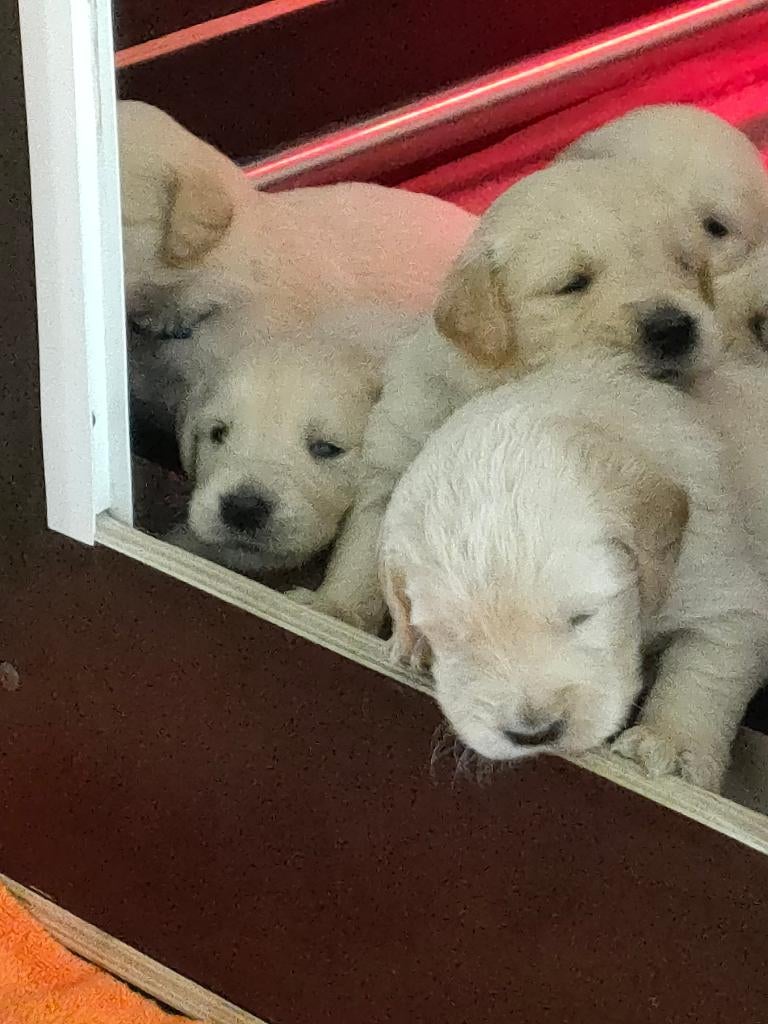 werpkist te huur, Ophalen, Zo goed als nieuw, 110 cm of meer, Minder dan 65 cm