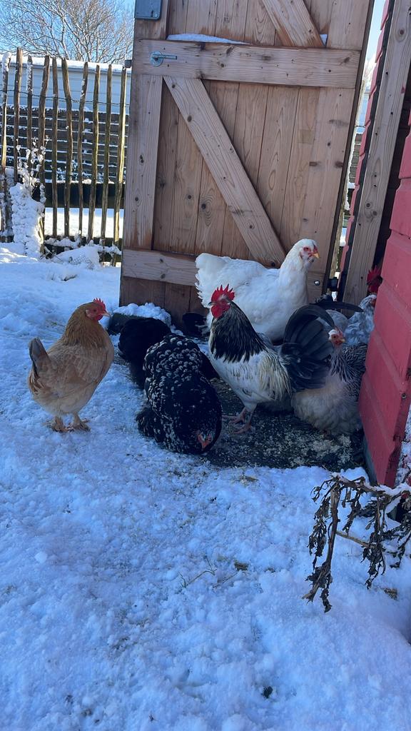 Gratis 2 krielhaantjes prachtig getekend, Dieren en Toebehoren, Pluimvee, Mannelijk, Kip