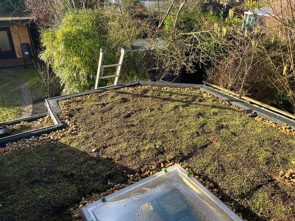 Groendak sedum dak zowel trays als matten, Ophalen of Verzenden, Nieuw, 20 m² of meer