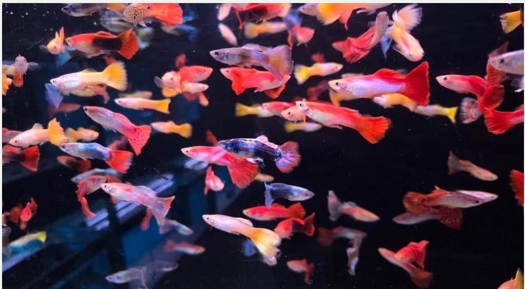 Mooie Guppy man mix - Gup - Koidream Valburg, Vis, Zoetwatervis