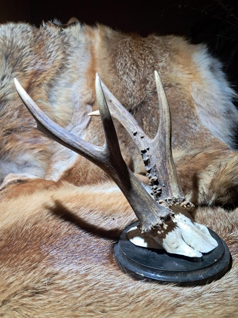 Grote XXL Reebok 6 ender. Kapitaal - Trofee - jacht - wild, Ophalen of Verzenden, Zo goed als nieuw, Hert, Gewei of Kop