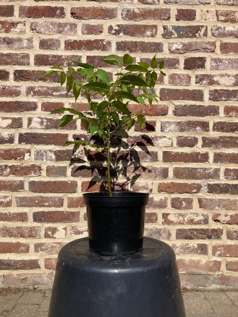 Toona sinensis Flamingo Chinese mahonie Uiensoepboom, Ophalen of Verzenden, In pot, Volle zon, Overige soorten