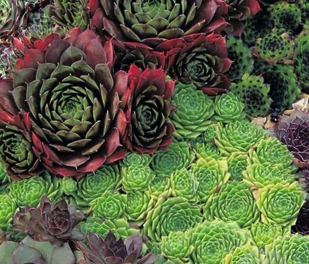 Sempervivum, Tuin en Terras, Gras en Kunstgras, Ophalen, Minder dan 10 m²