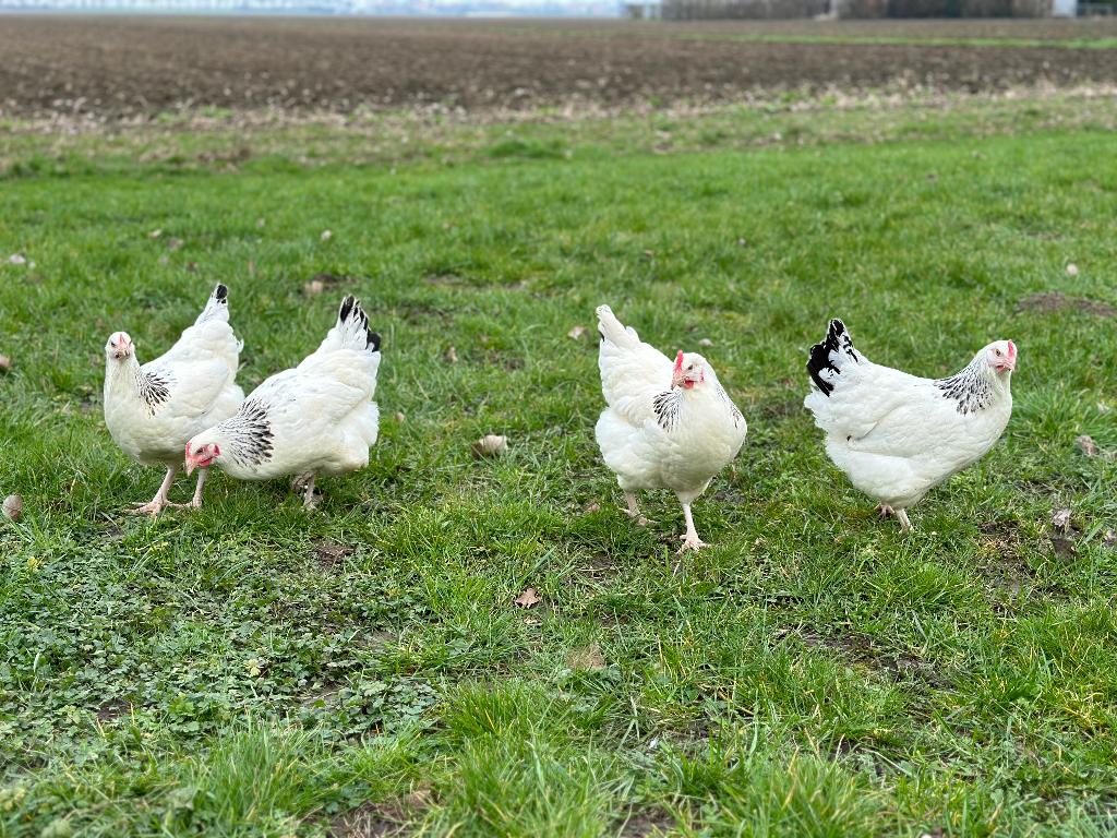 Jonge tamme Sussex kippen gesekst & ingeënt