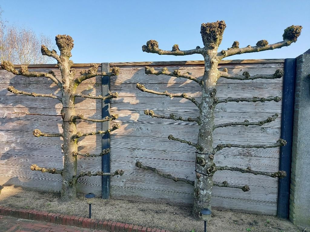 Leibomen, Ophalen, Bloeit niet, Leiboom, Halfschaduw