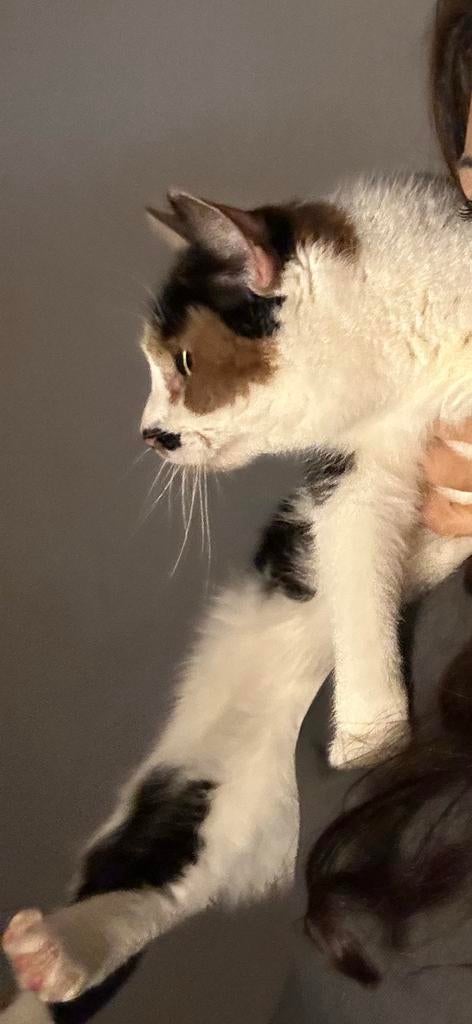 Espi / Esperanza, Dieren en Toebehoren, Katten en Kittens | Overige Katten, Poes