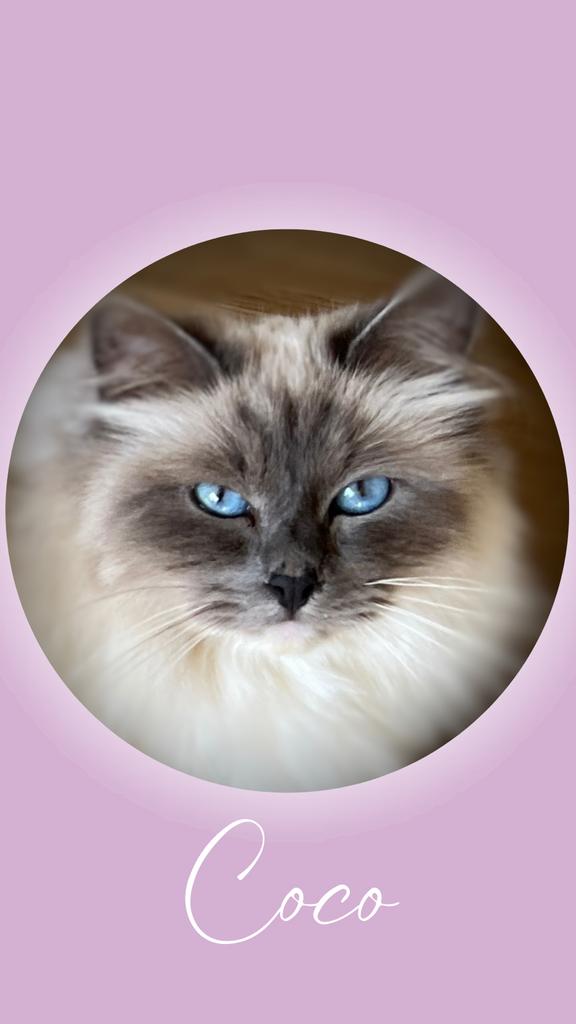 Heilige Birmaan kittens verwacht - reservelijst open 🤍🐾, Dieren en Toebehoren, Katten en Kittens | Raskatten | Langhaar, Meerdere dieren
