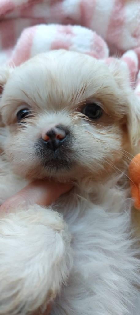 mooi boomers as zaterdag8 weken, Nederland, Overige rassen, 8 tot 15 weken, Meerdere