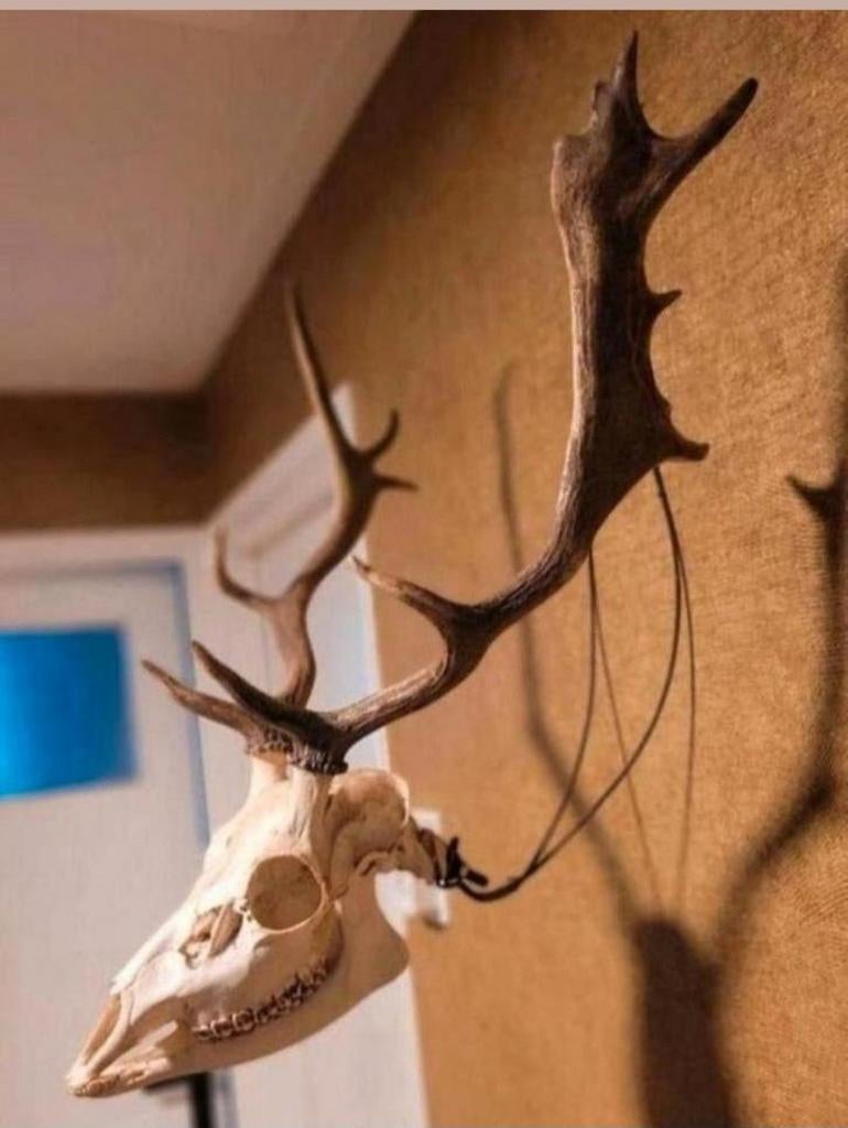 Prachtige schedel Damhert met gewei en onderkaak - anatomie, Verzamelen, Dierenverzamelingen, Schedel, Hert, Ophalen of Verzenden