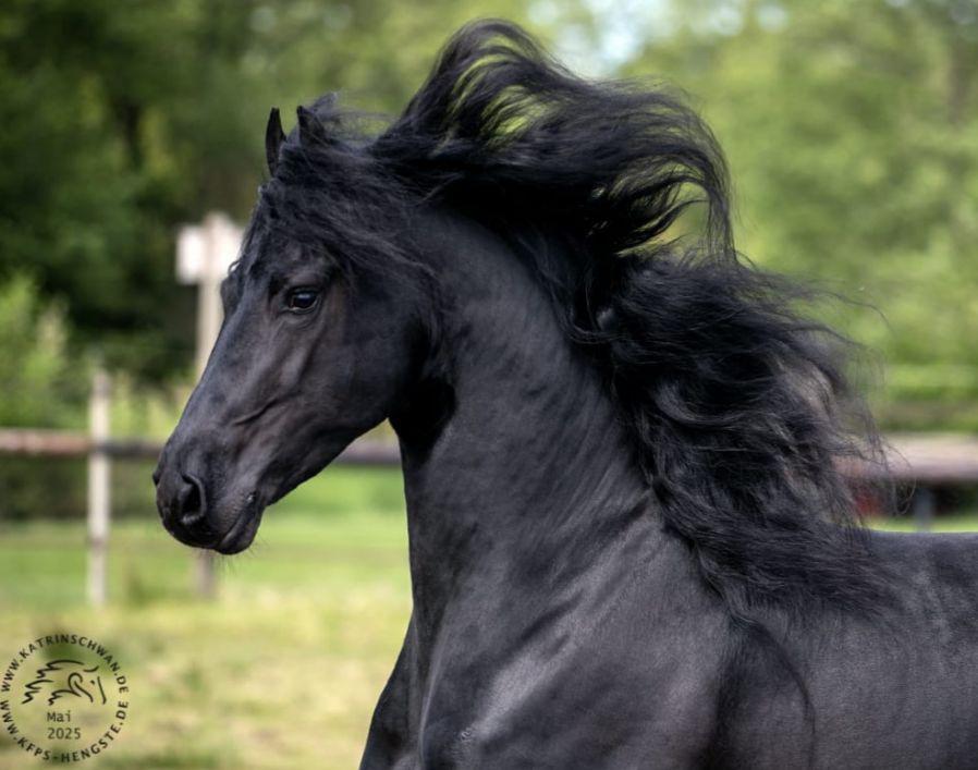 5 jarige Friese Hengst, Dieren en Toebehoren, Paarden, Hengst, Dressuurpaard