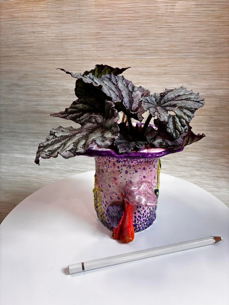 Begonia Spirit of Bali bladstekken, Huis en Inrichting, Kamerplanten, Overige soorten, Minder dan 100 cm, Bloeiende kamerplant