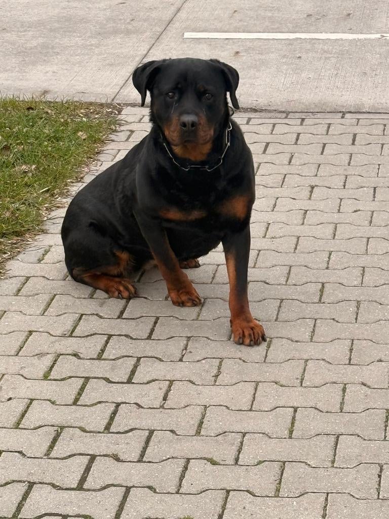Rottweiler, 6 jaar of ouder, Teef, Eén hond, Rottweiler