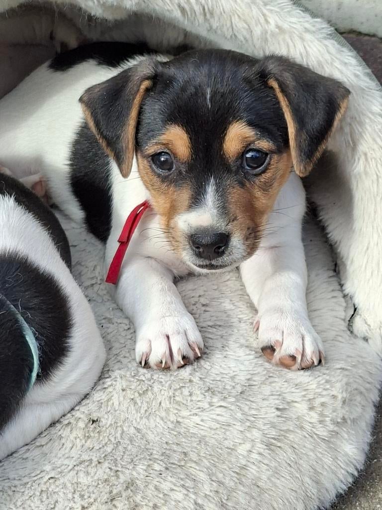 Prachtige en super lieve Jack Russell pups 3kleur, Parvo, Jack Russell Terriër, 8 tot 15 weken, Meerdere