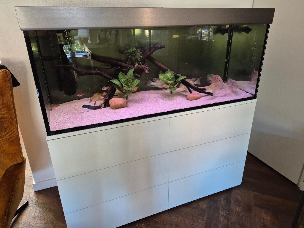 Eheim Proxima 325, Ophalen, Zo goed als nieuw, Gevuld zoetwateraquarium