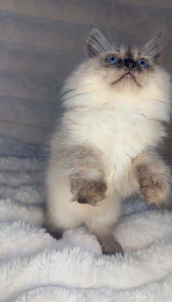 Ragdoll kitten direct beschikbaar, Dieren en Toebehoren, Katten en Kittens | Raskatten | Langhaar, Kater, Ontwormd, 0 tot 2 jaar