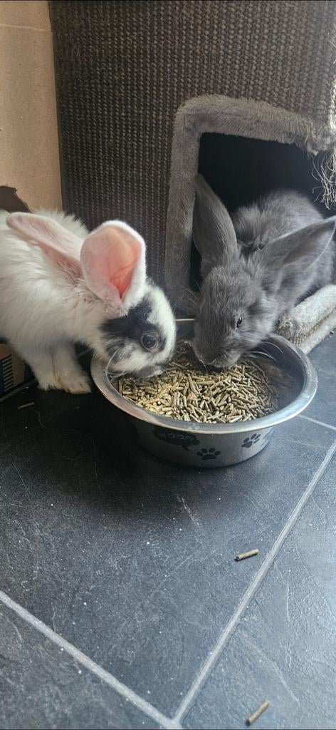 2 jonge duitse reuzen, Meerdere dieren, Groot, 0 tot 2 jaar