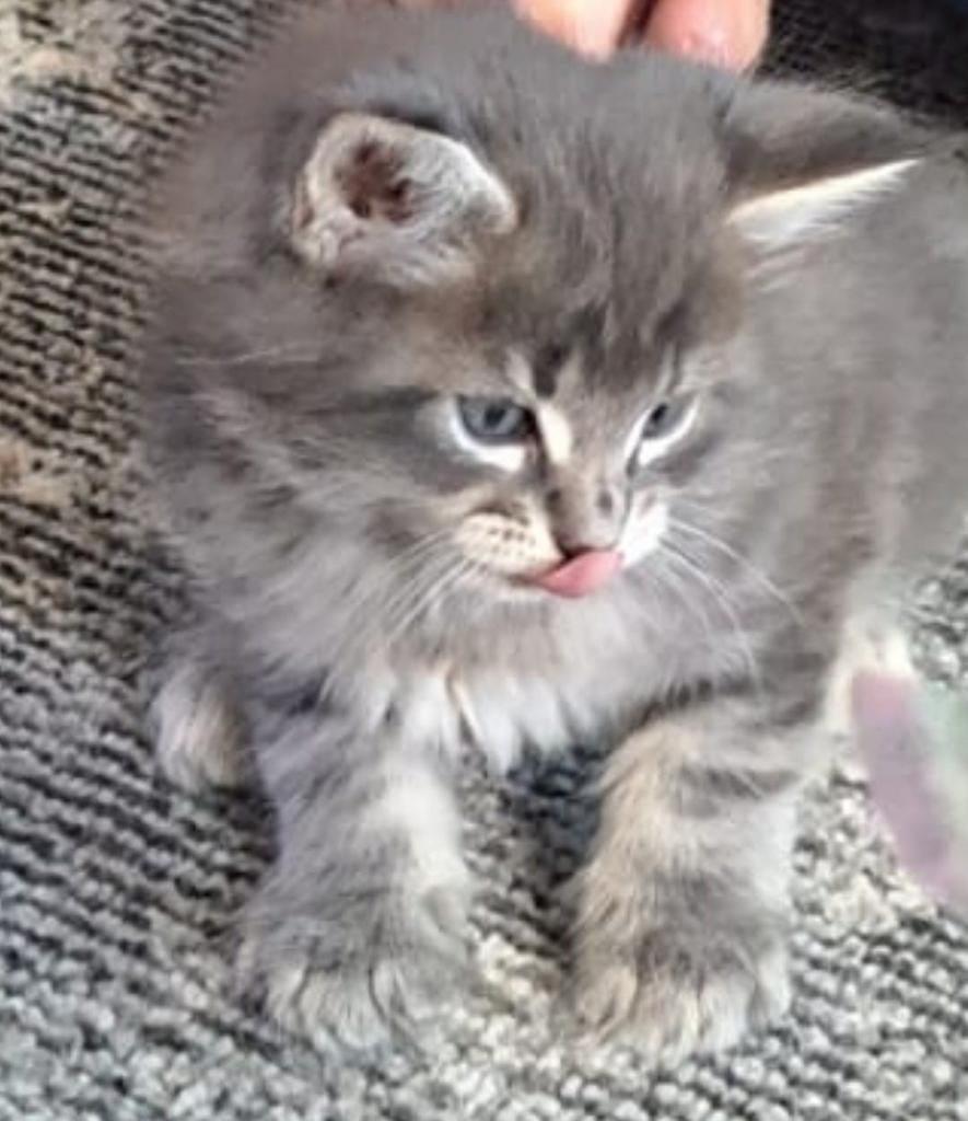 Maine Coon kittens *GERESERVEERD, Meerdere dieren, Gechipt, 0 tot 2 jaar