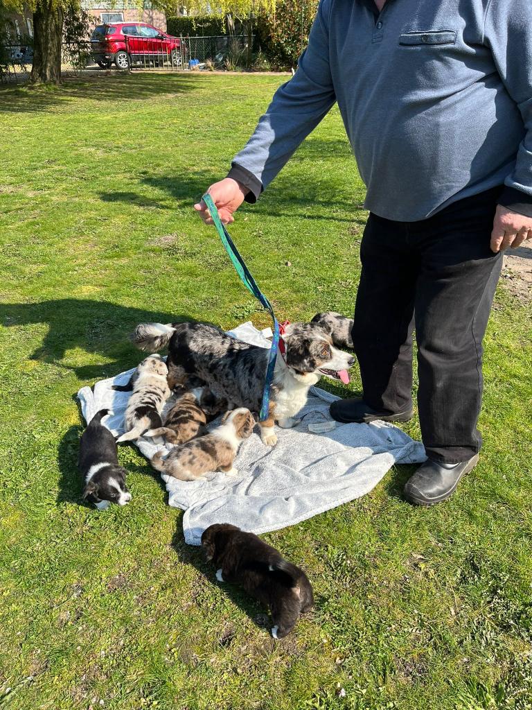 Welsh Corgi Cardigan pups te koop, Dieren en Toebehoren, Parvo, Overige rassen, 8 tot 15 weken, Meerdere