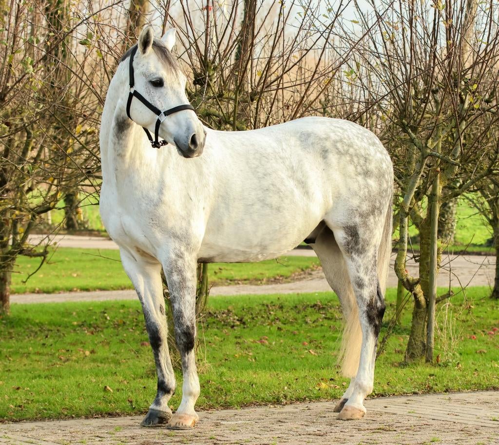 Springgefokt KWPN paard v. Cornet Obolensky, Dieren en Toebehoren, Paarden, Springpaard, Ruin, 7 tot 10 jaar, 165 tot 170 cm