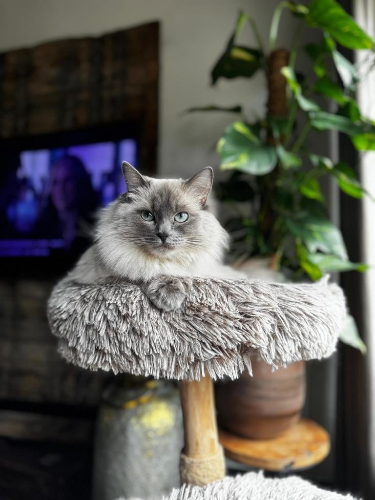 Ragdoll kittens ( verwacht), Dieren en Toebehoren, Meerdere dieren, 0 tot 2 jaar
