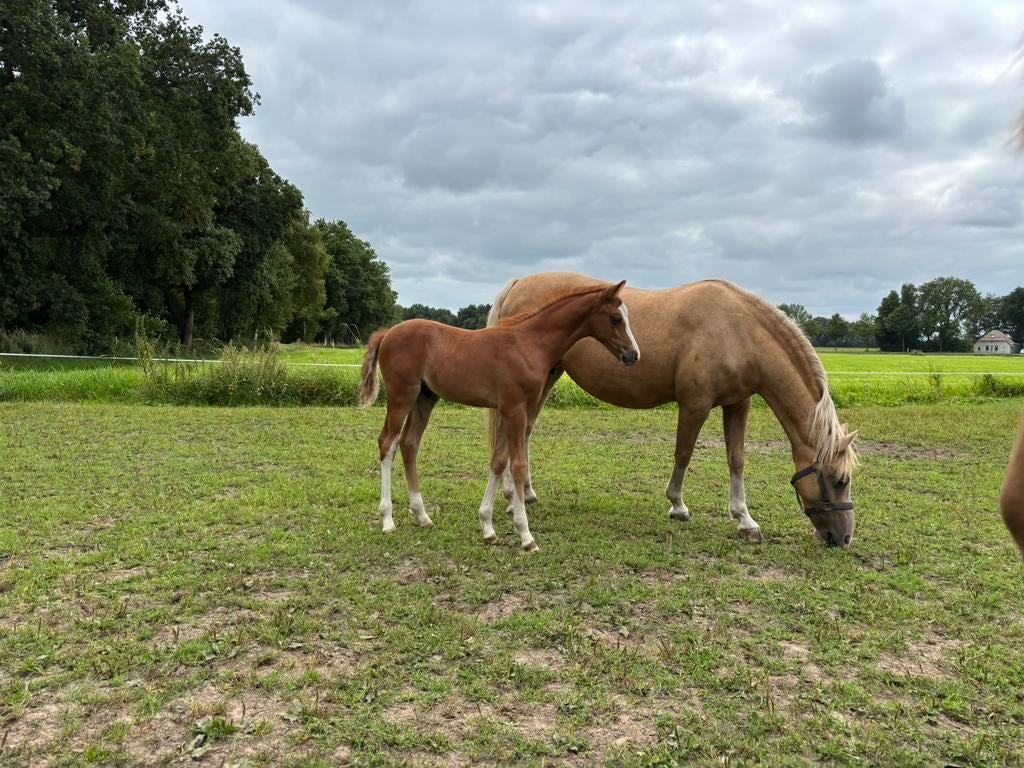 Welsh B jaarling hengstveulen 2025, Dieren en Toebehoren, Pony's, Hengst, Niet van toepassing, B pony (1.17m tot 1.27m), 0 tot 2 jaar