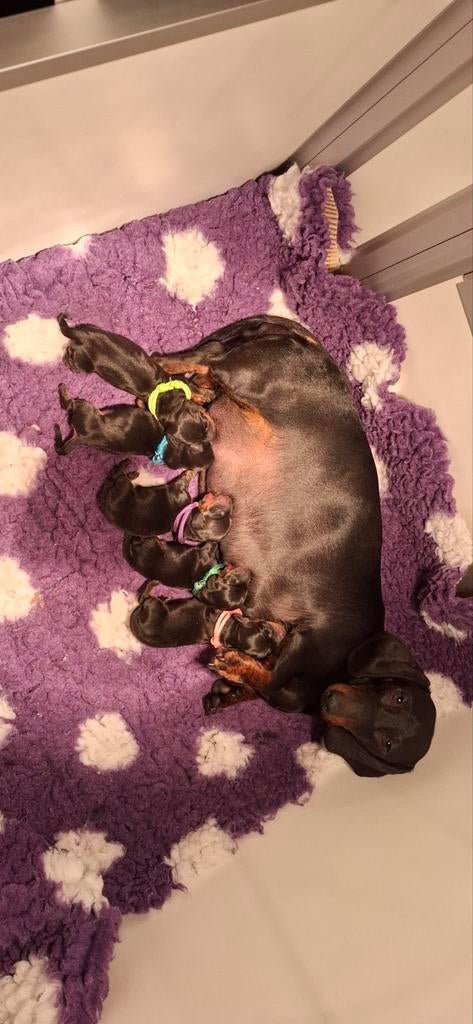 Super mooie stamboom teckel pups, Parvo, 8 tot 15 weken, Korthaar, Dwerg