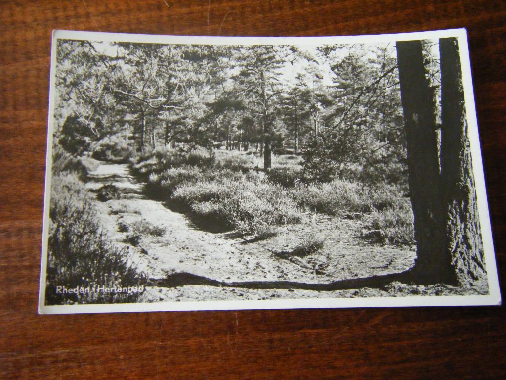 T37 - Rheden - Hertenpad - Mooi/Oud, Ophalen of Verzenden, 1940 tot 1960, Gelderland