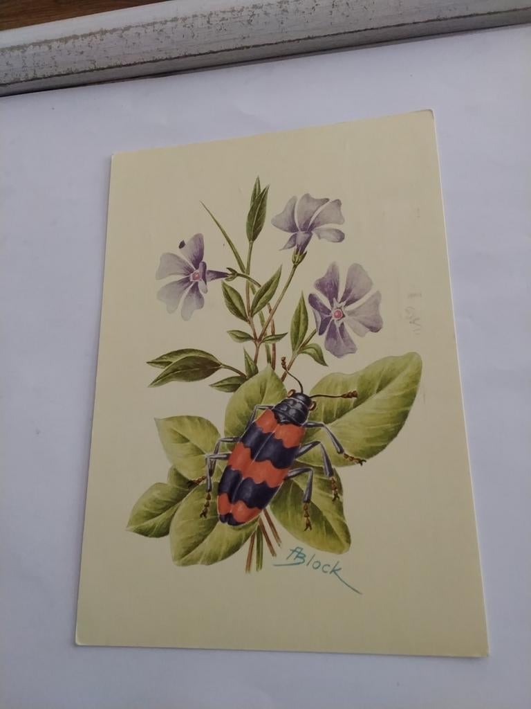 A. BLOCK.  BIJENWOLF, Ophalen of Verzenden