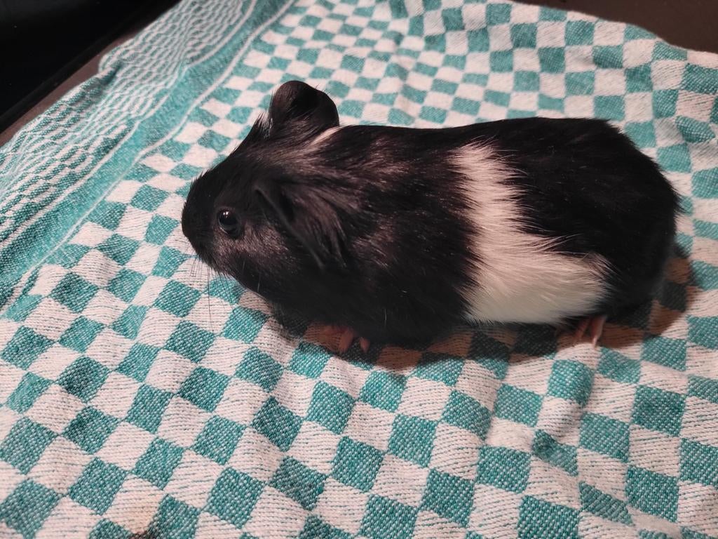 1 gladharige cavia beertje, Maart, Vrouwelijk, Cavia