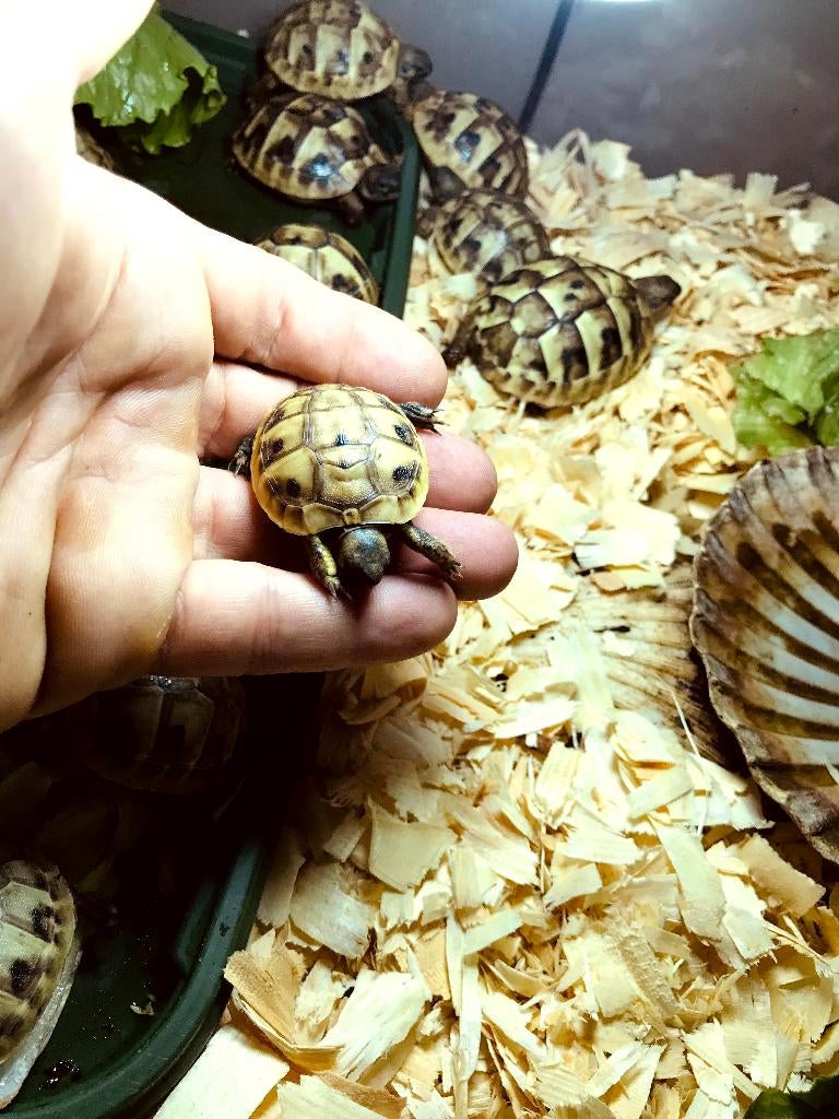 Griekse landschildpadden Tortoise - unknown for sale from mario