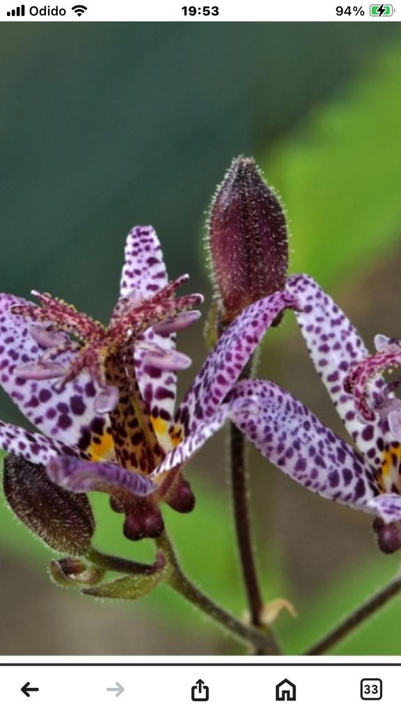 Tricyrtis formosana - Japanse Paddenlelie, Tuin en Terras, Planten | Tuinplanten, Overige soorten, Vaste plant, Ophalen of Verzenden