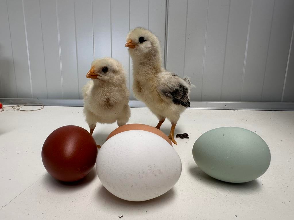 Raszuivere araucana broedeieren te koop, Dieren en Toebehoren, Pluimvee, Geslacht onbekend, Kip