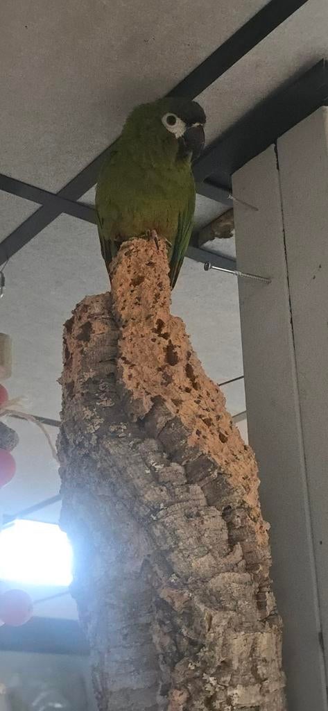 Ara maracana 2025, Vrouwelijk, Papegaai, Pratend