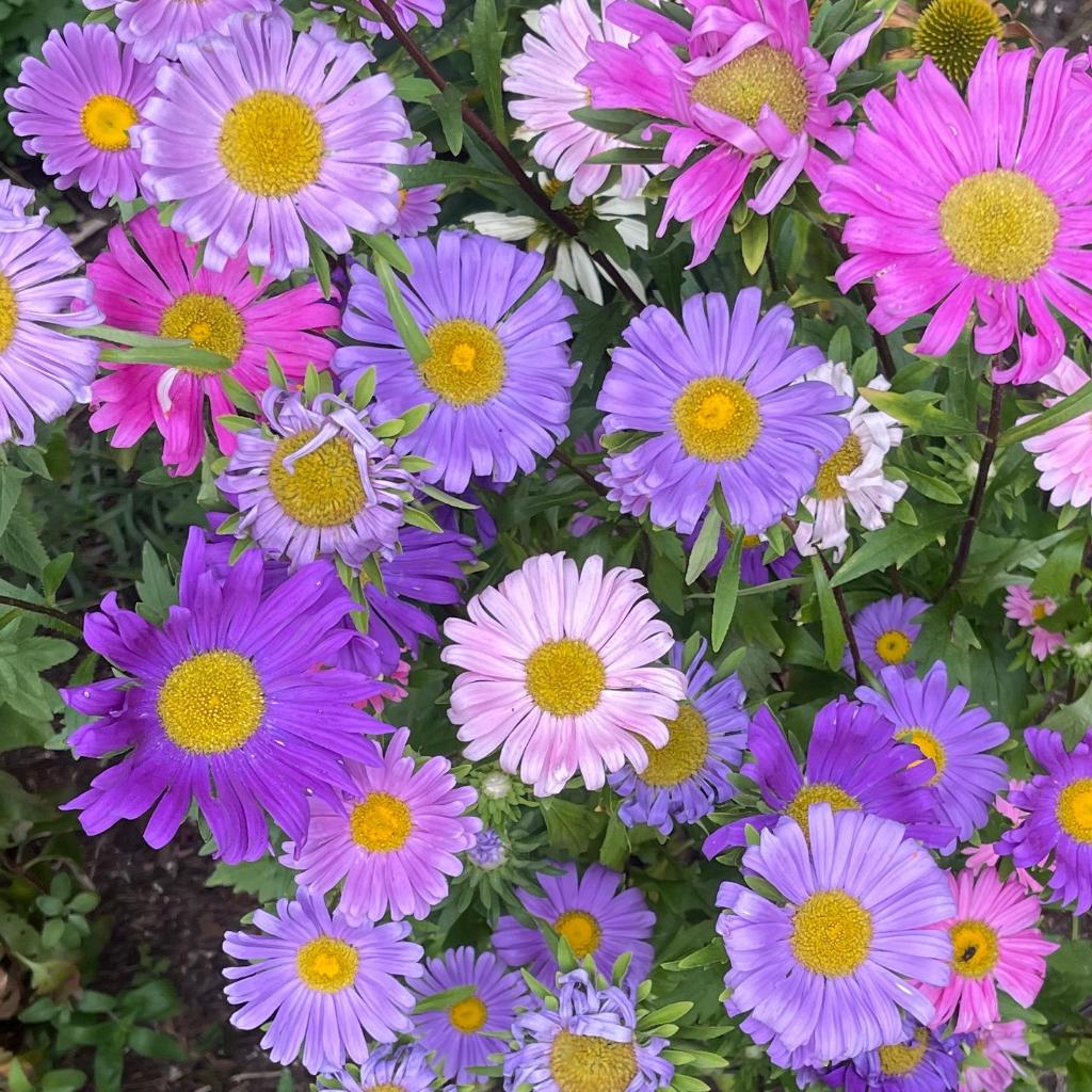 Zaden zomeraster mix (Callistephus chinensis), Ophalen of Verzenden, Voorjaar, Volle zon, Zaad