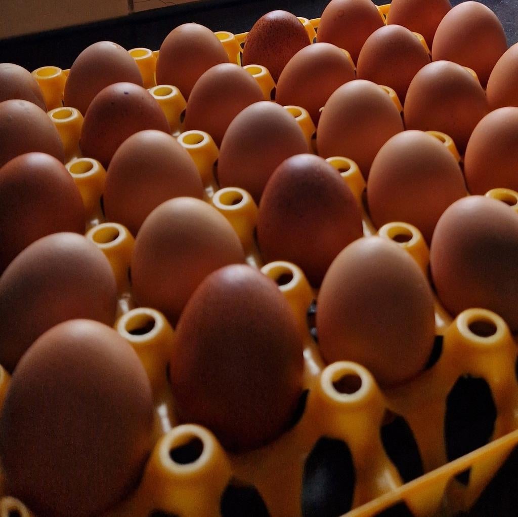 Verse eieren te koop, Ophalen, Nieuw