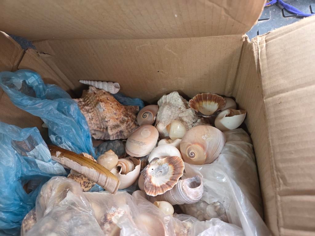 Grote collectie schelpen voor creatieve doeleinden, Ophalen