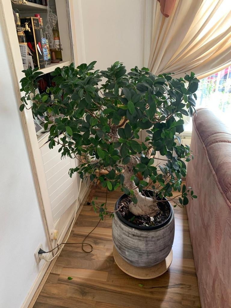 Bonsai Grote Ficus Benjamina - Ideale Huiskamerplant, Ophalen, Ficus, 100 tot 150 cm, Halfschaduw