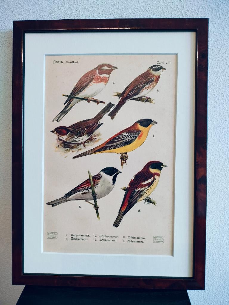 Litho Floericke Gors Bosgors Rietgors Witkopgors 1922, Ophalen of Verzenden