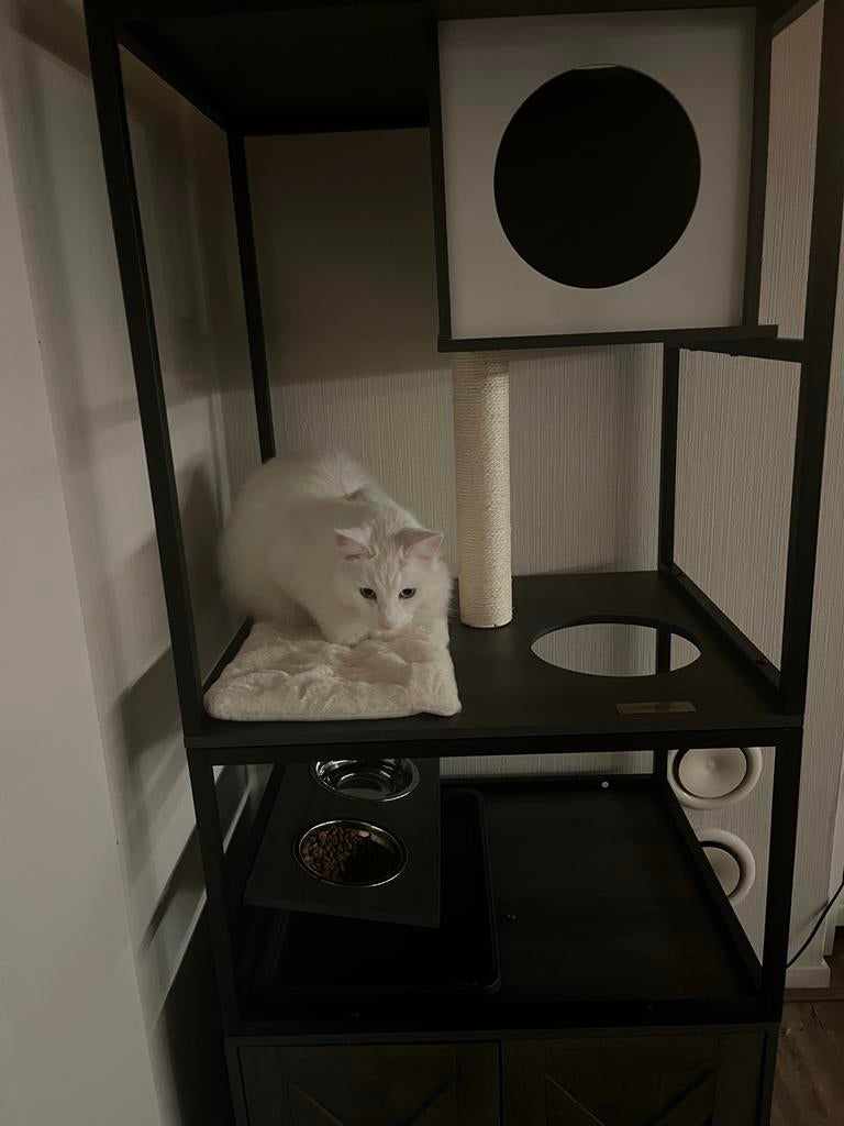 Lieve kater, Kater, Gechipt, 0 tot 2 jaar