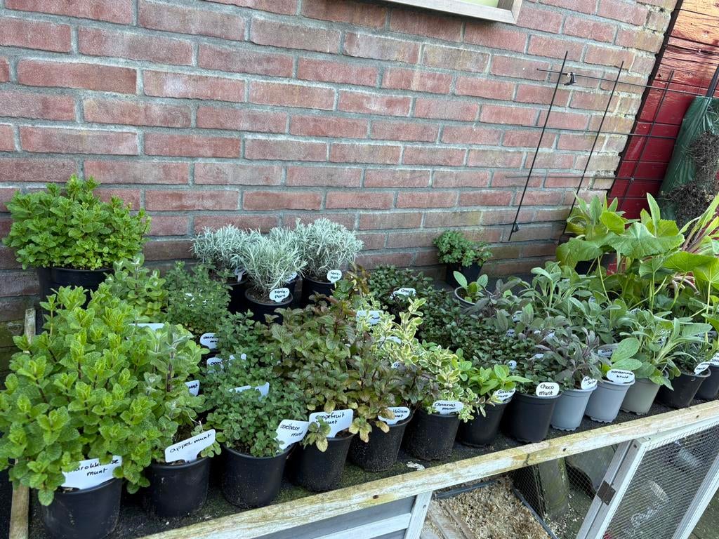 Groenten, kruiden, bloemen en vaste planten - hobbykwekerij, Ophalen, Overige soorten, Volle zon