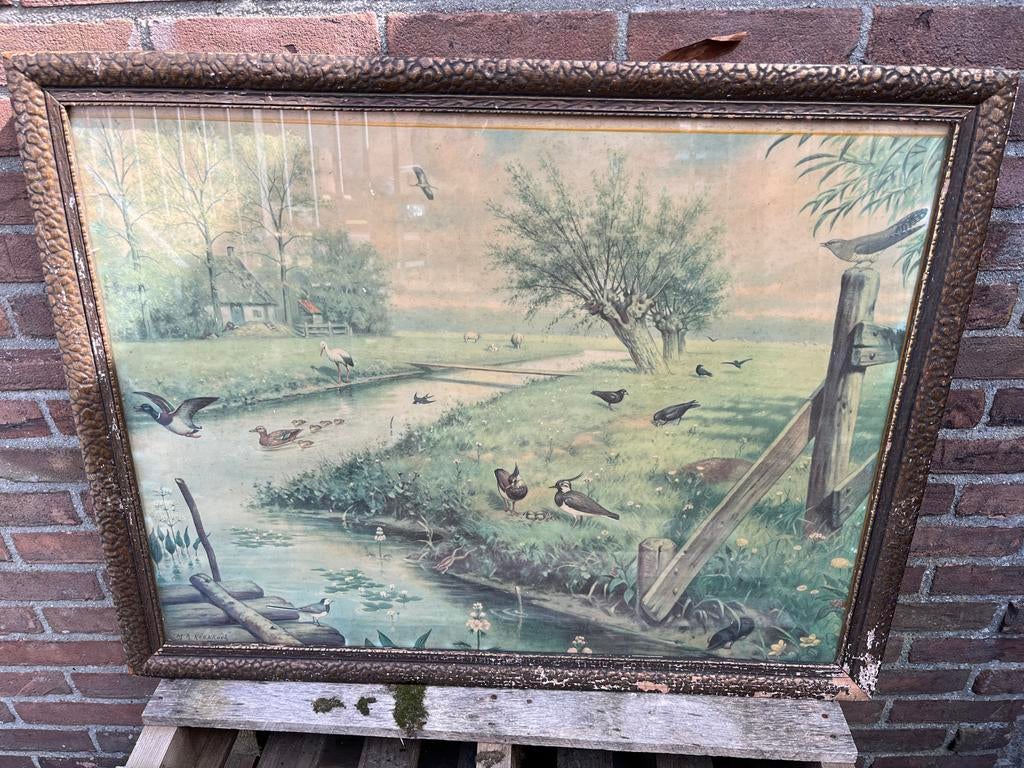 Antieke schoolplaten M.A. Koekoek - Origineel ingelijst, Ophalen, Natuur en Biologie