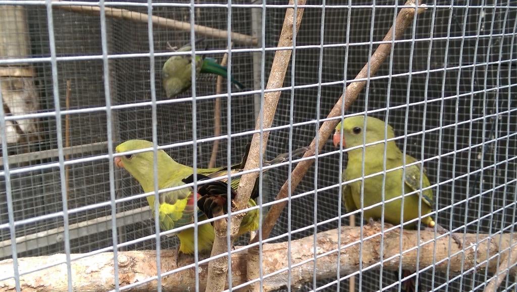 bergparkieten, Dieren en Toebehoren, Vogels | Parkieten en Papegaaien, Vrouwelijk, Parkiet