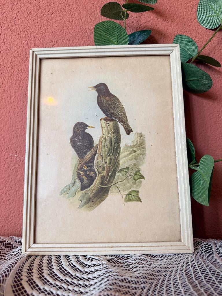 Vintage Reproductie van John Gould – Spreeuwen, Ophalen, Minder dan 50 cm, Minder dan 50 cm, Print